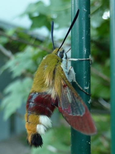Hemaris fuciformis